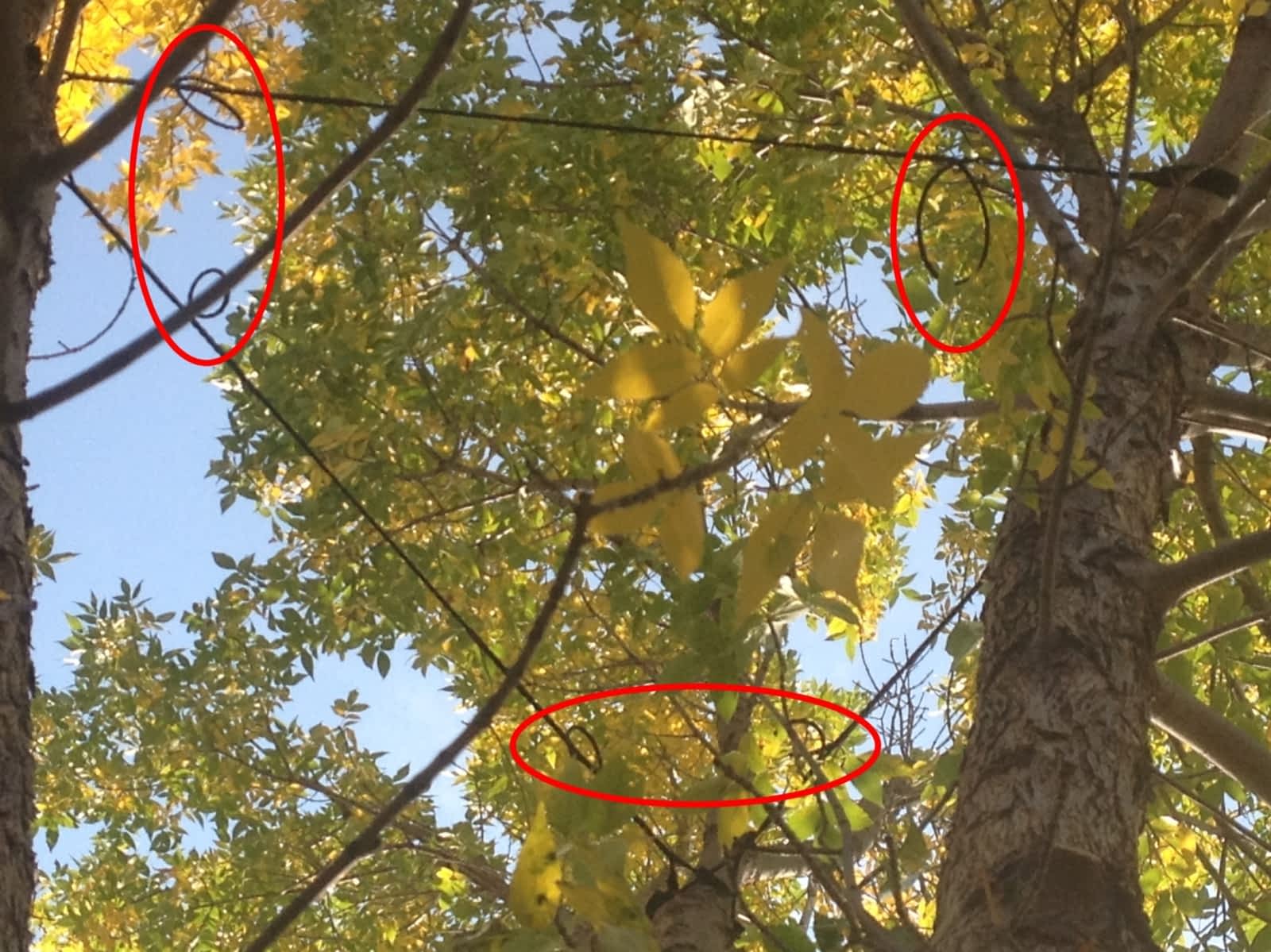 Photo credit: yellowpages.ca