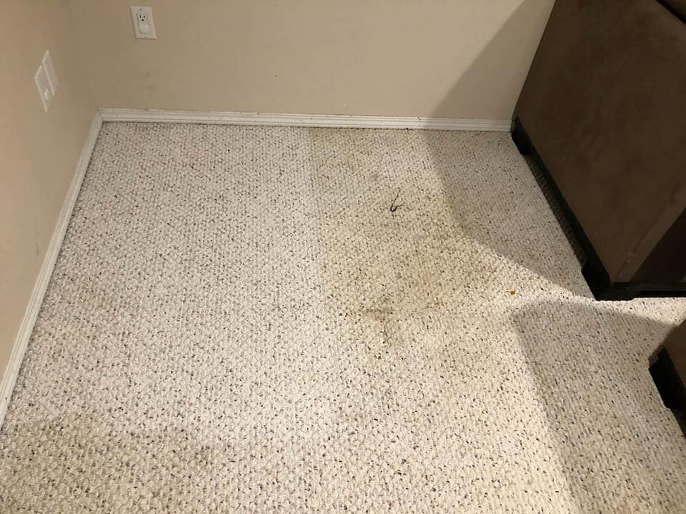 Magic Wade Carpet Care