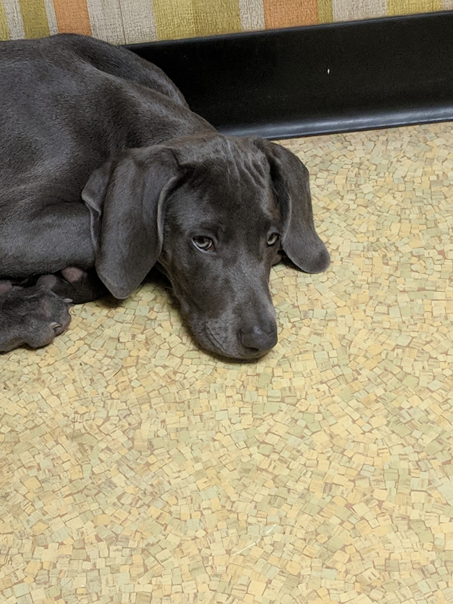 BARR SKYLINE VET HOSPITAL Mobile AL Hours, Directions, Reviews