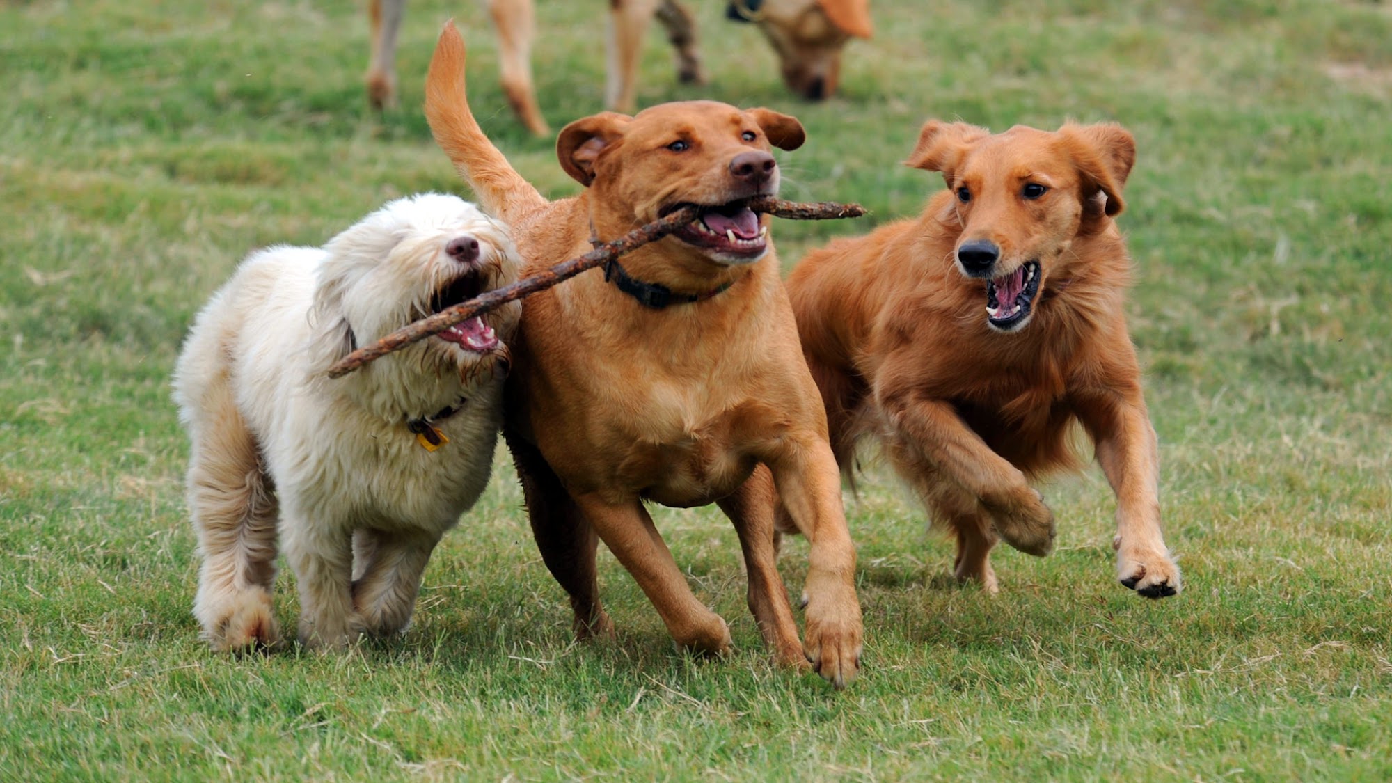 Canine Country Club of Arkansas