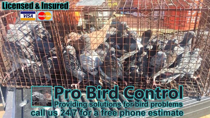 Pro Bird Control Tucson