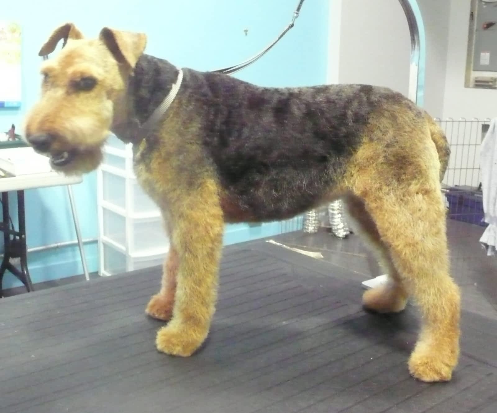 Photo credit: yellowpages.ca