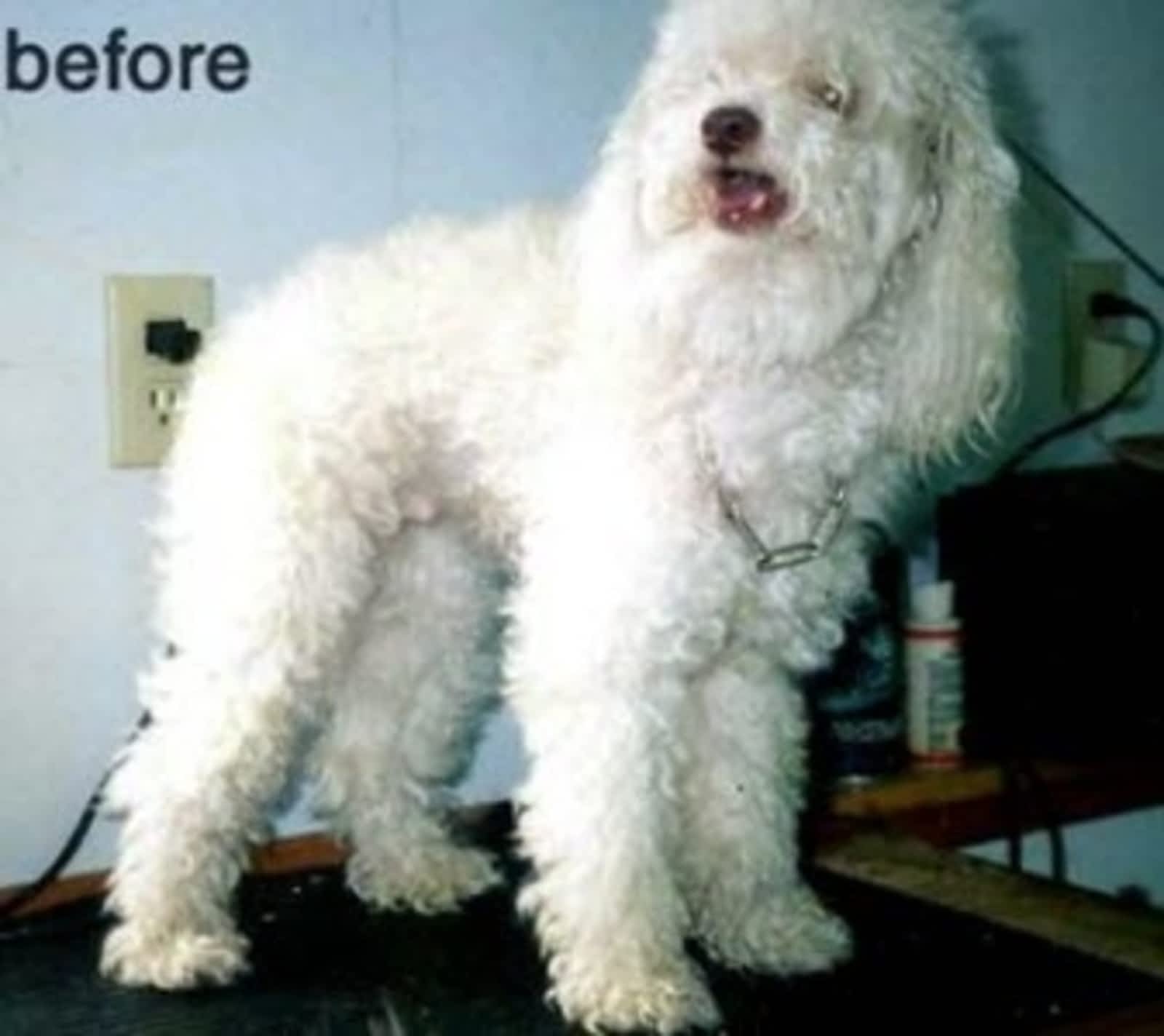 Photo credit: yellowpages.ca