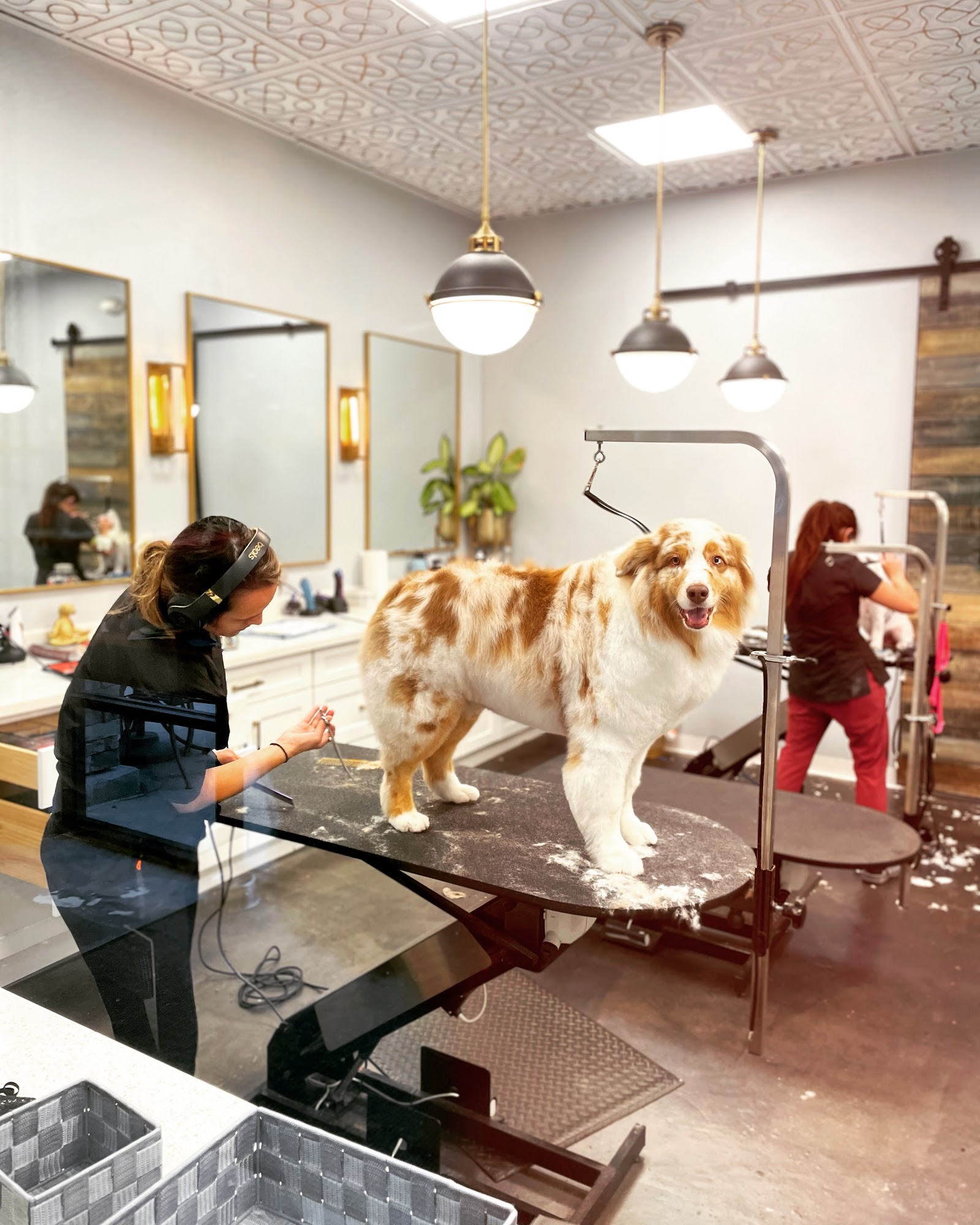 Groomswell Canine Salon