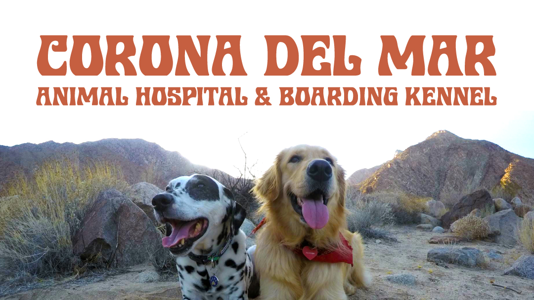 Corona del Mar Animal Hospital, A Thrive Pet Healthcare Partner