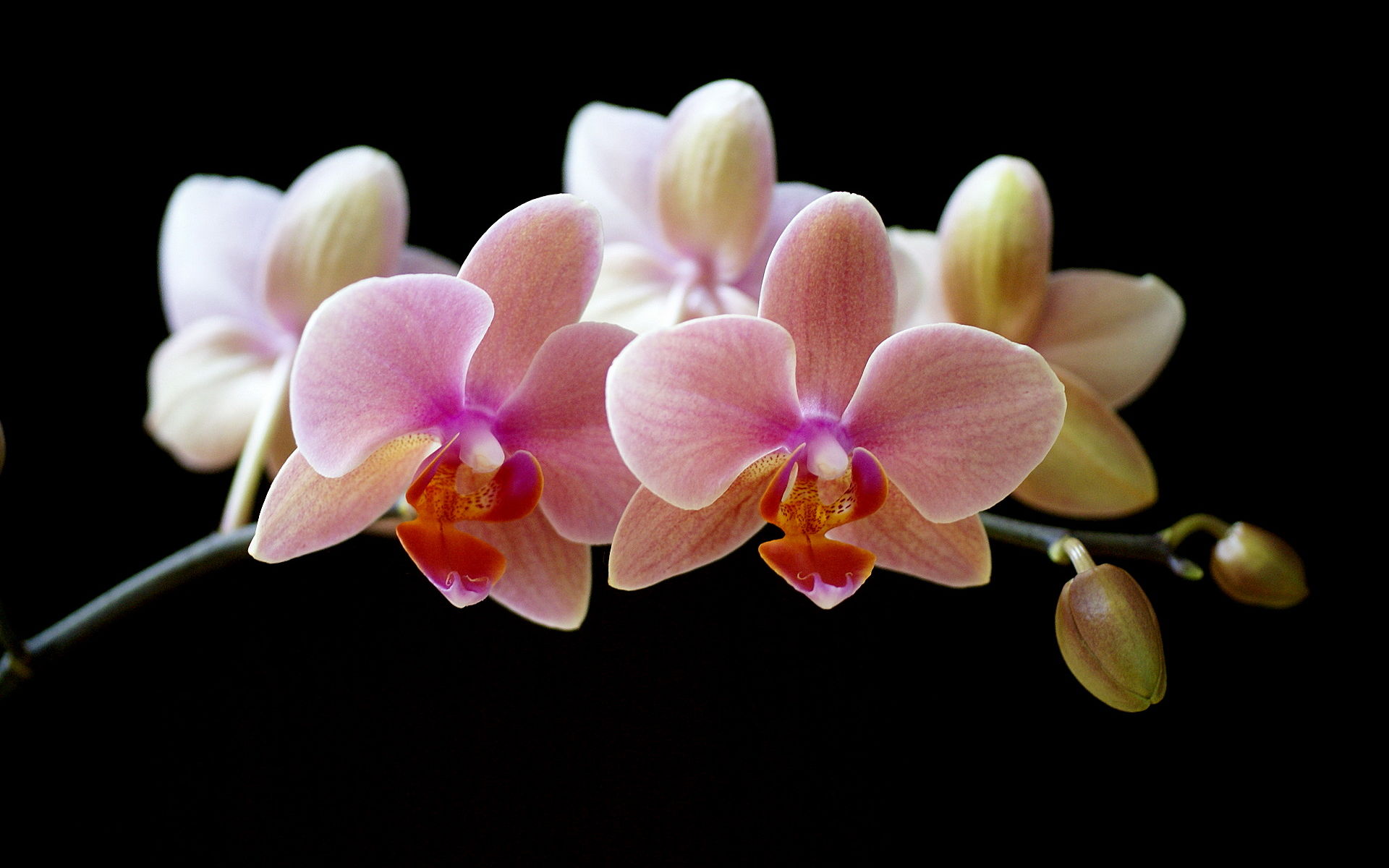 Orchids Beauty Salon