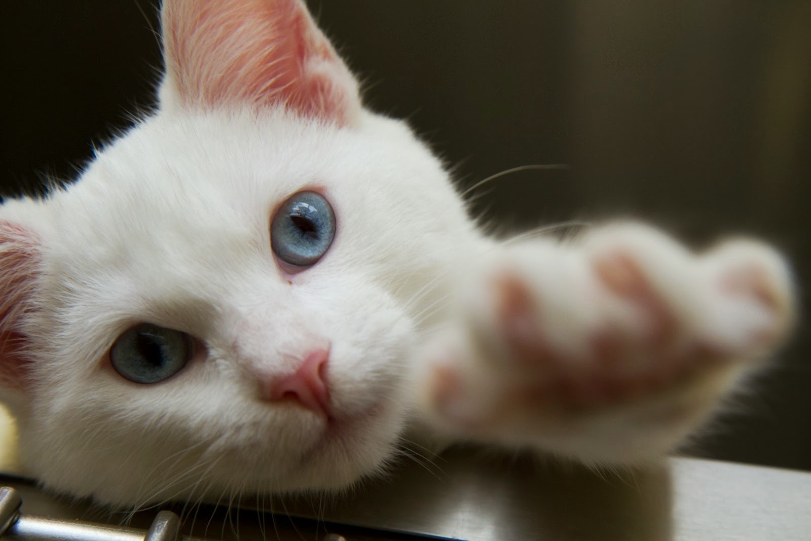 Animal Shelter Assistance Program (ASAP Cats)