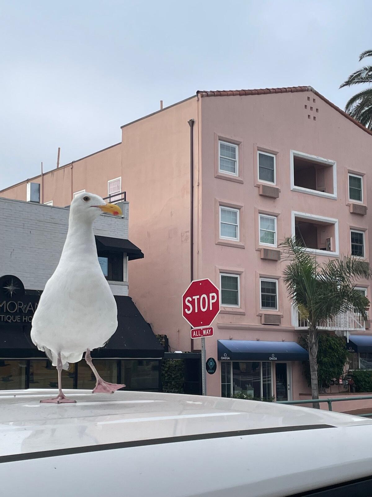 Photo credit: nextdoor
