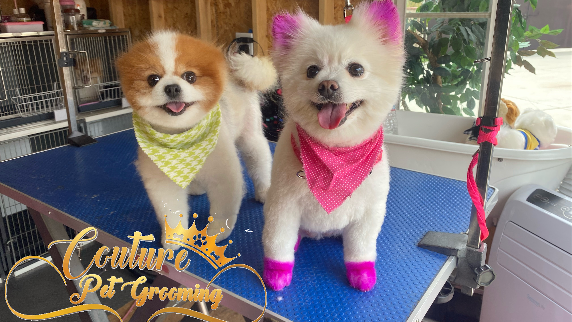 Couture Pet Grooming