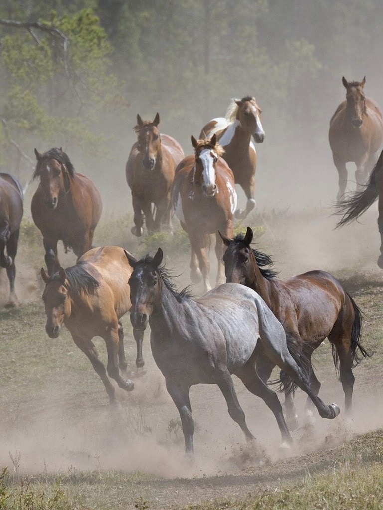 Larry H. Kelly, DVM - Equine Veterinarian