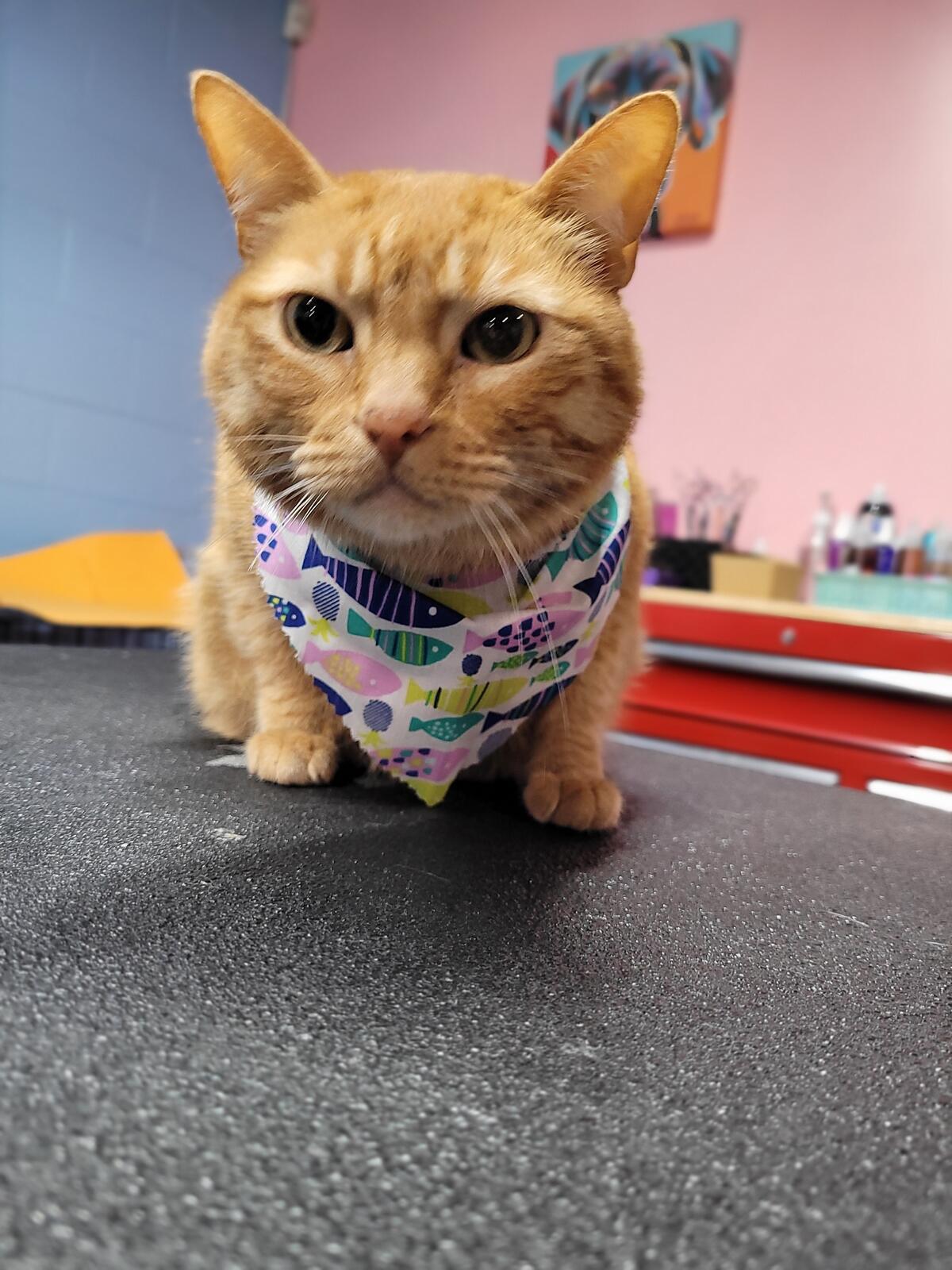 Photo credit: nextdoor