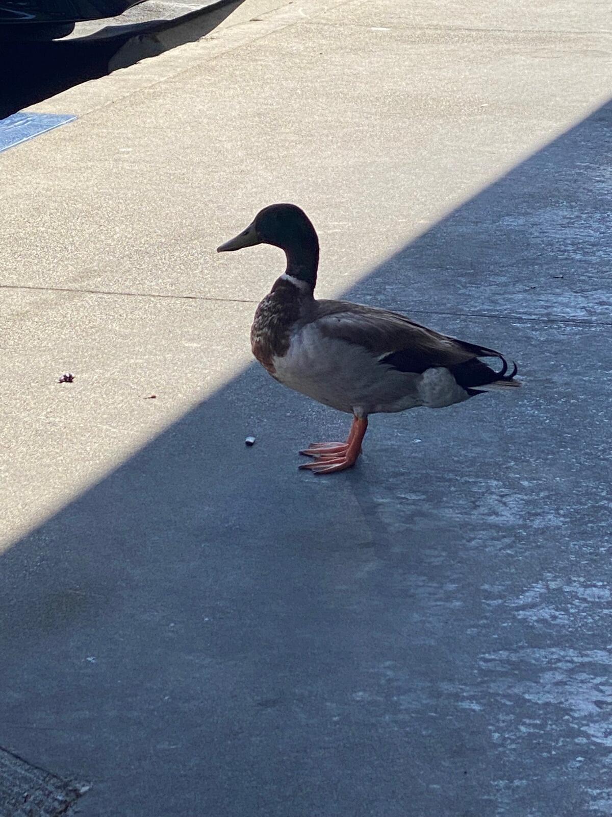Photo credit: nextdoor