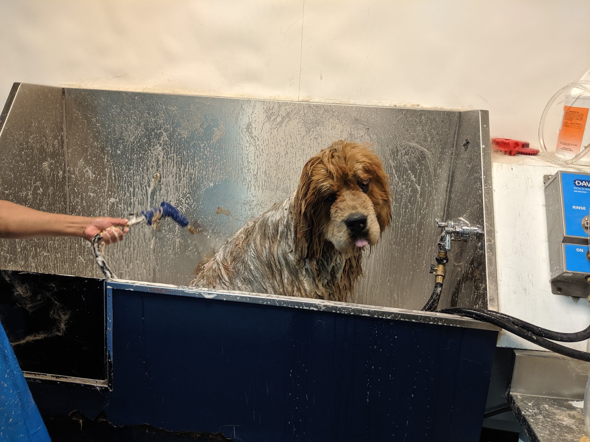 All Aboard Dog Grooming