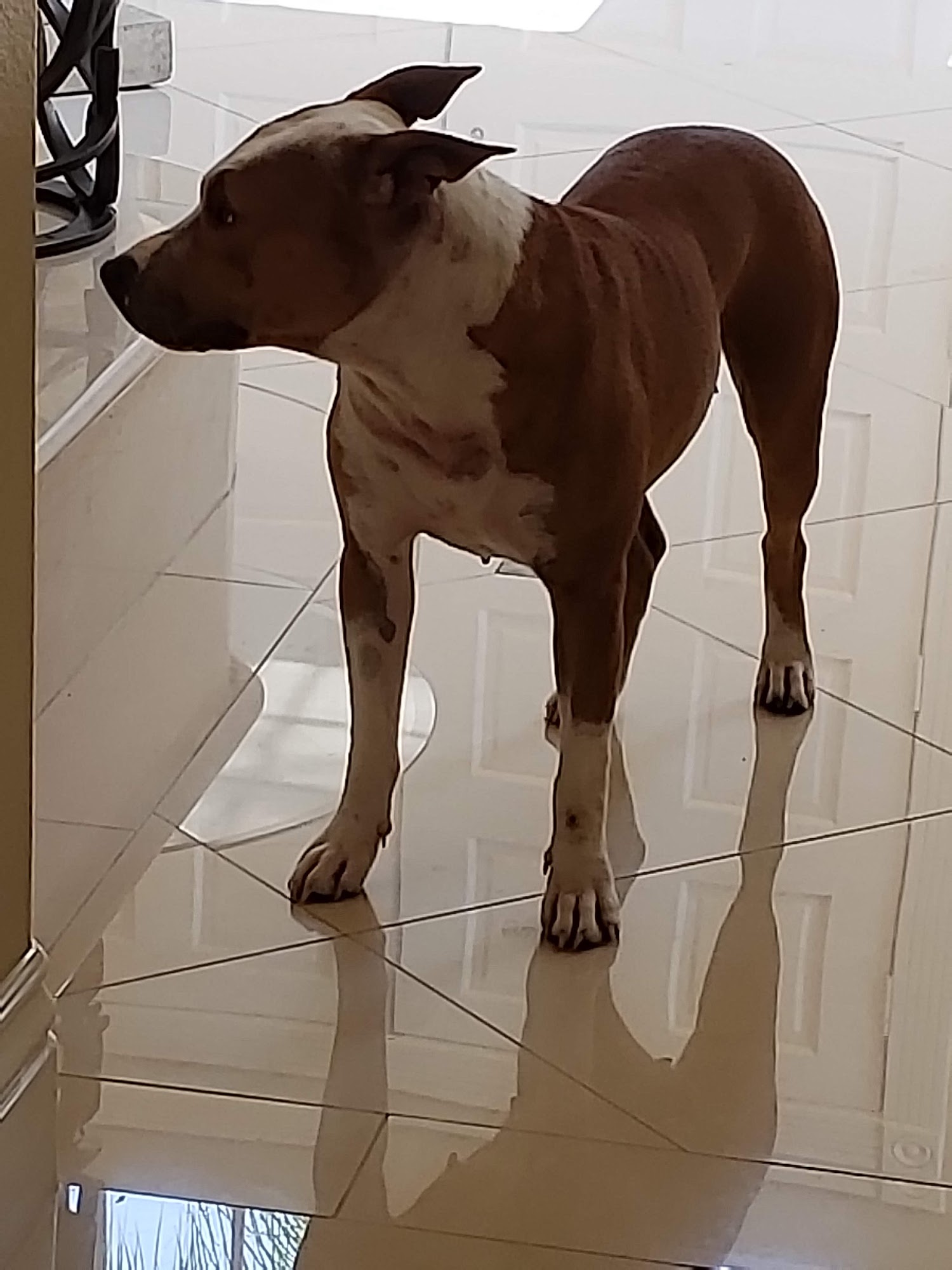 Jo-Bea's Kennels Ontario