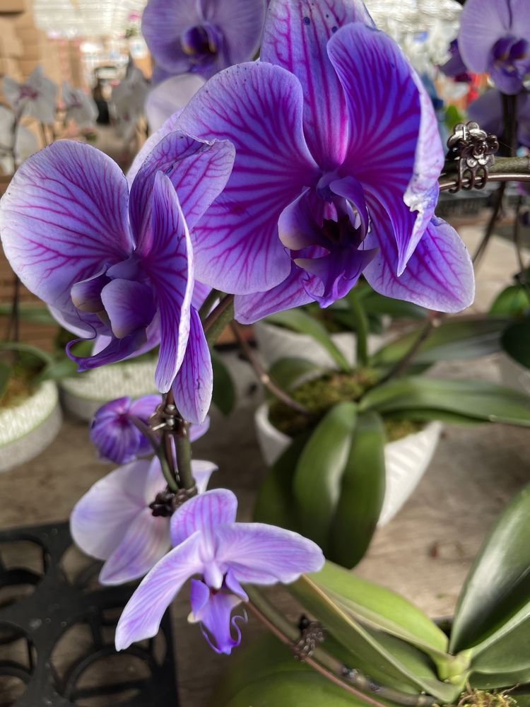 Cyma Orchids