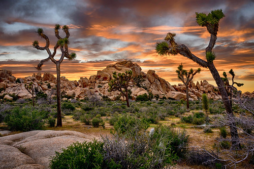Joshua Tree National Park California, United States