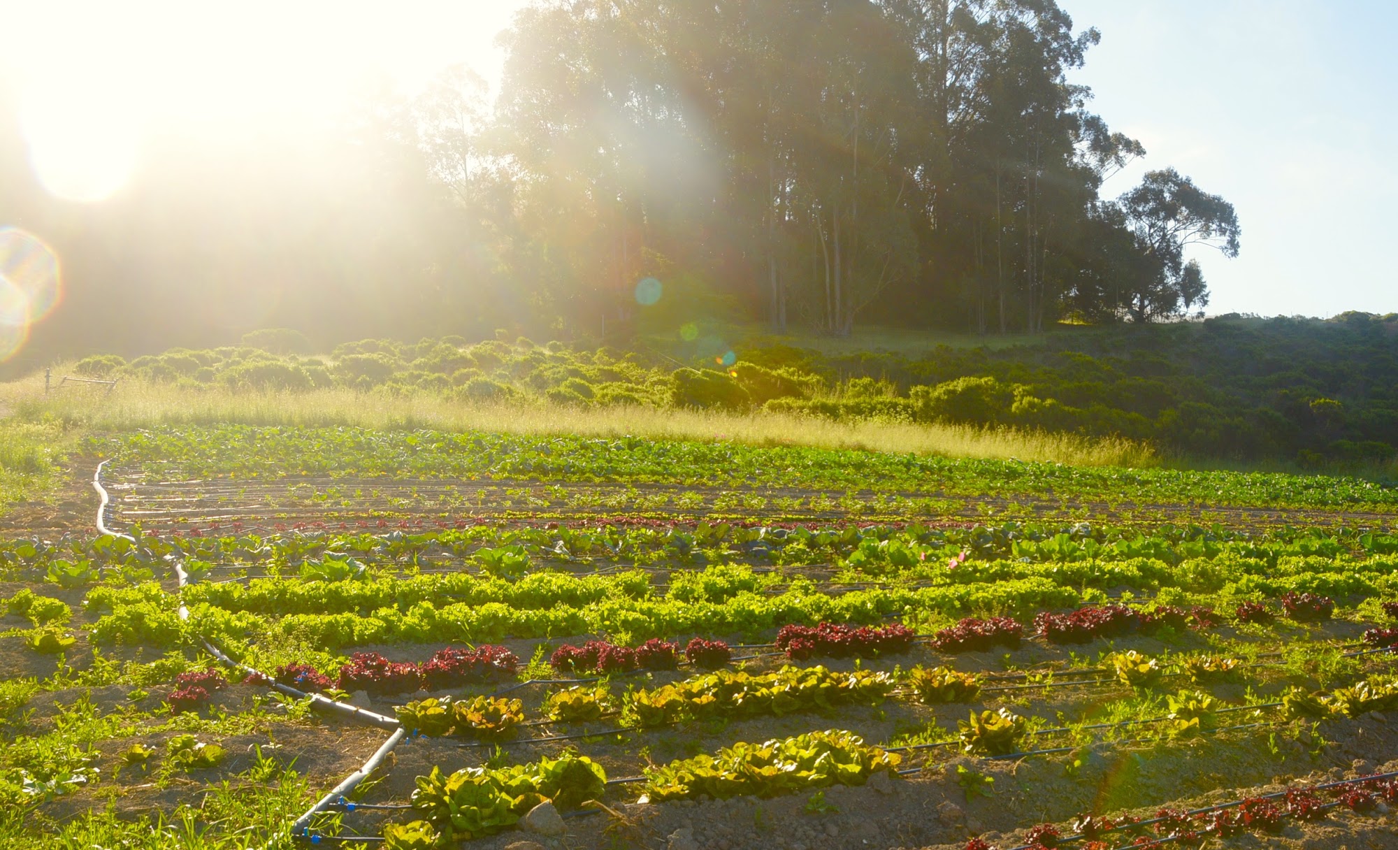 Green Oaks Creek Farm & Retreat