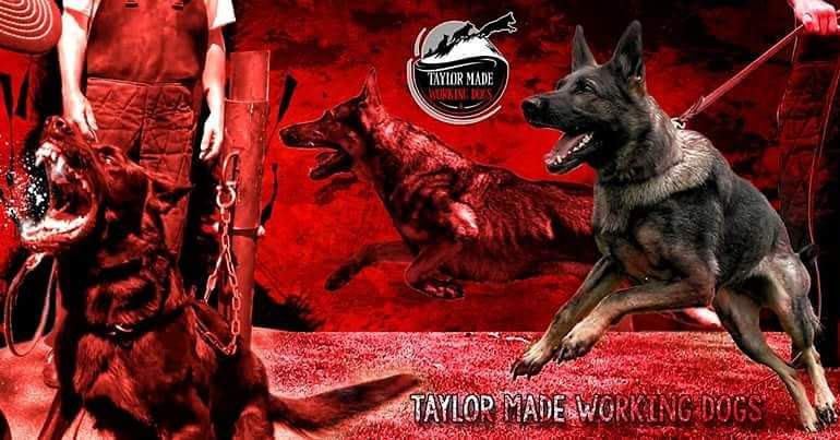 Taylor Made Working Dogs