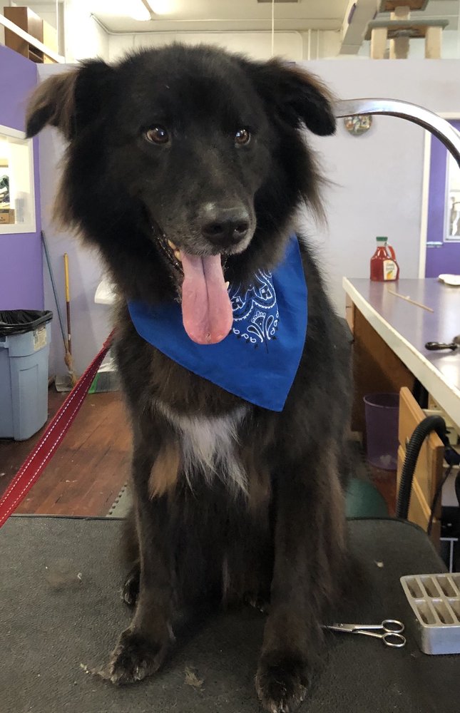 Paradise Pet Parlor San Gabriel