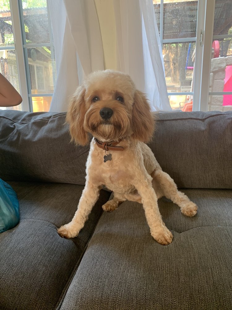 Oakmont Pet Grooming Santa Rosa