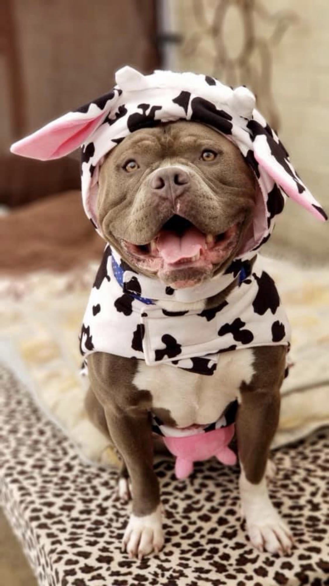 DR Doghouse Bully Crew Rescue