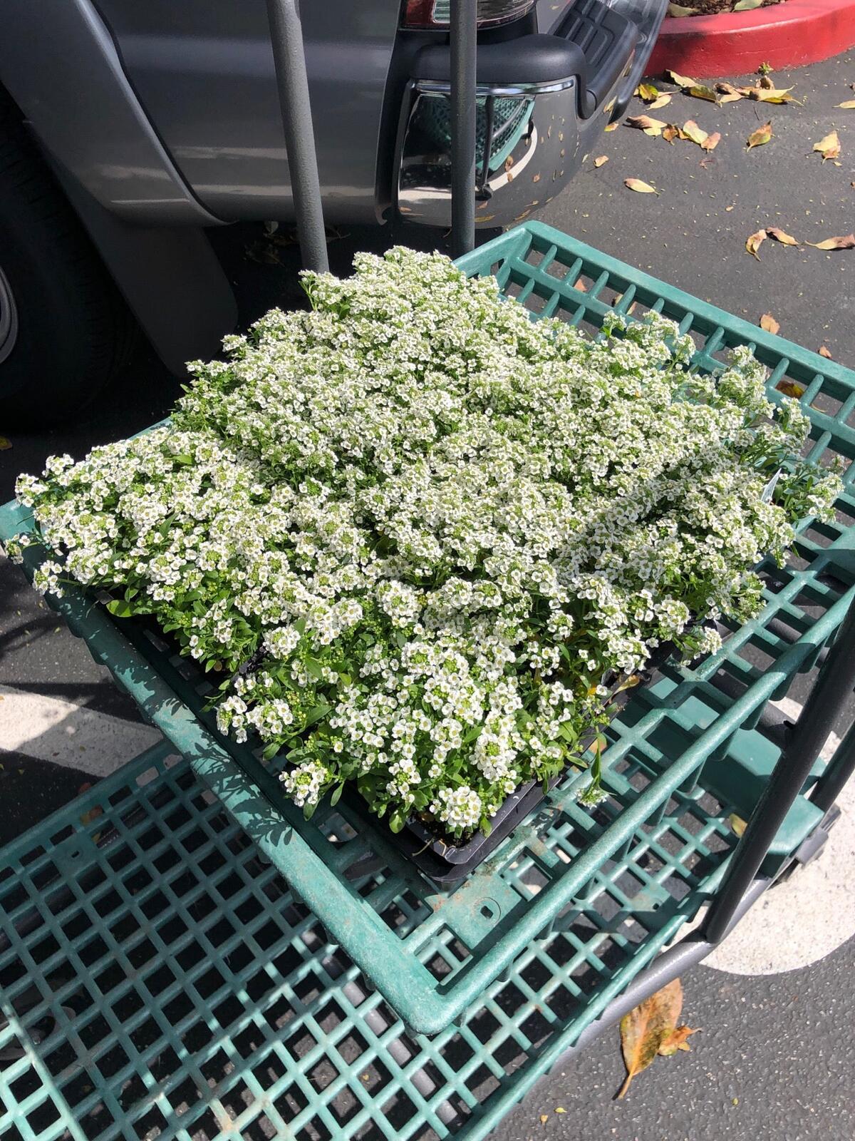 Photo credit: nextdoor