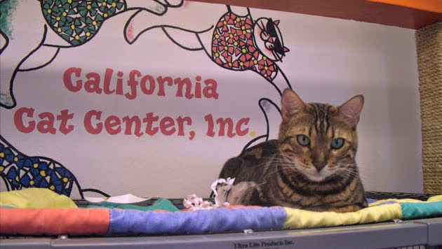 California Cat Center