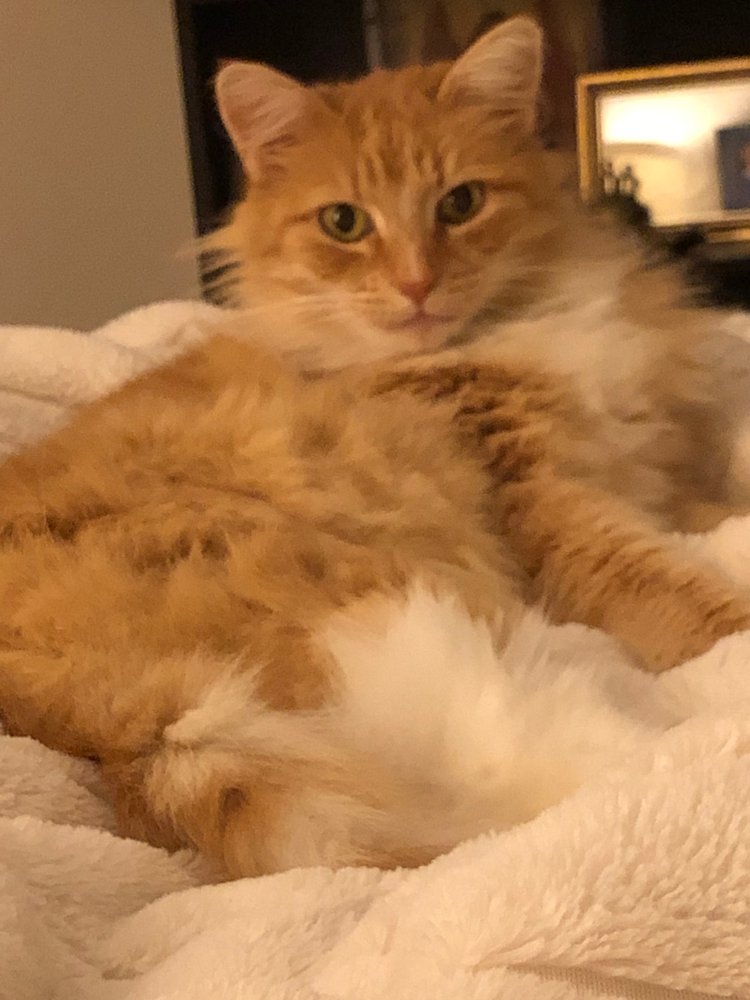 North Gate Kennels & Cattery Walnut Creek