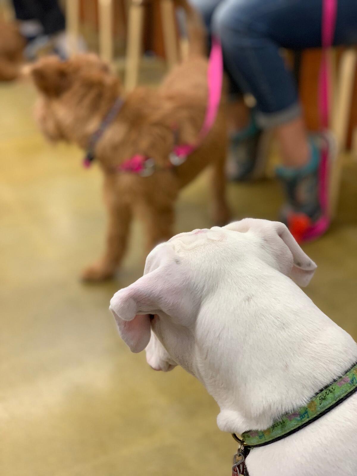 Photo credit: nextdoor