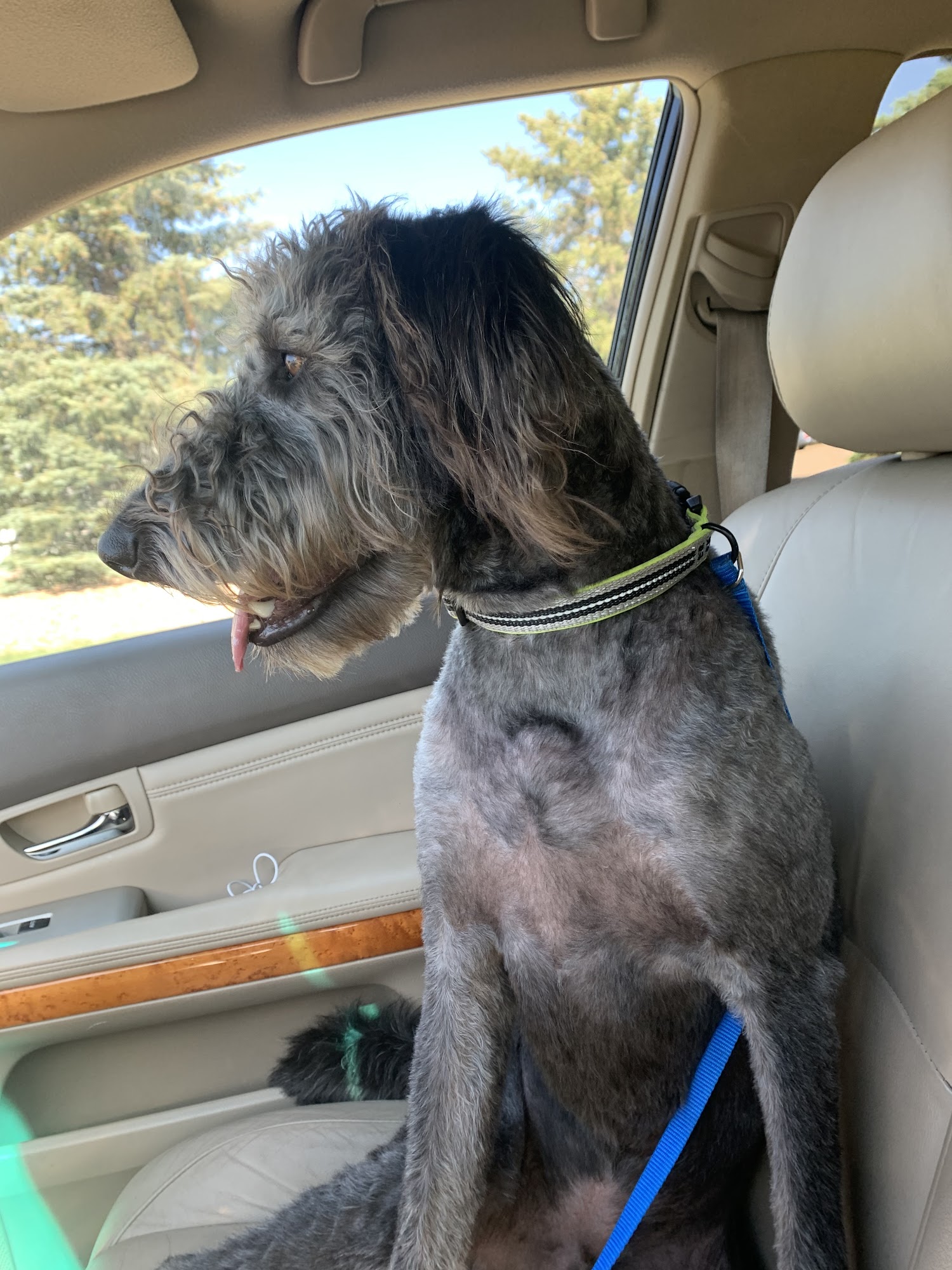 Doggie Dugout Windsor