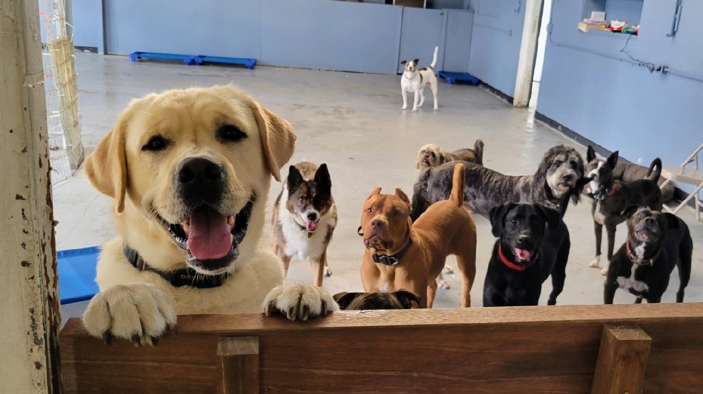 Dawg House Daycare and Boarding