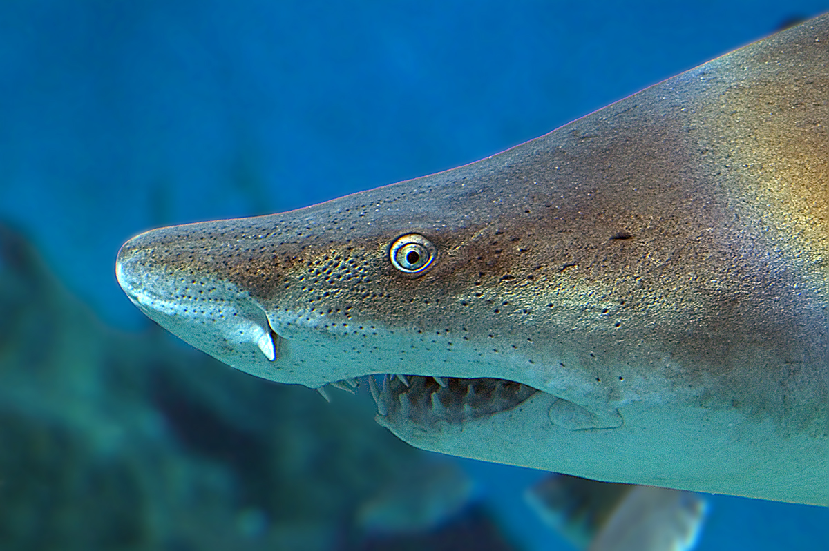 The Maritime Aquarium at Norwalk 10 N Water St, Norwalk