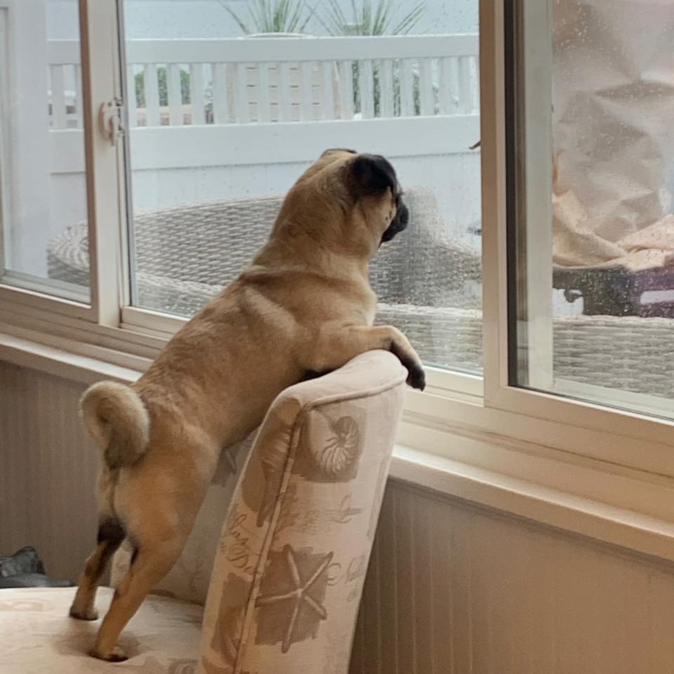 Canine Clipper Old Saybrook