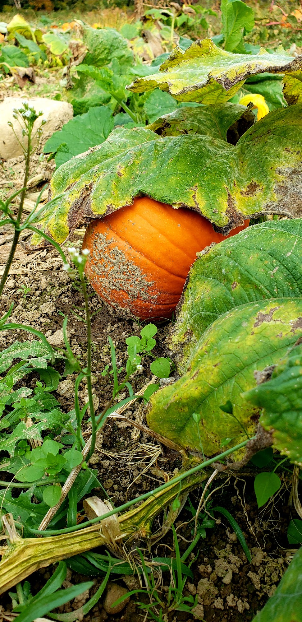 Logue Farms Farm Stand