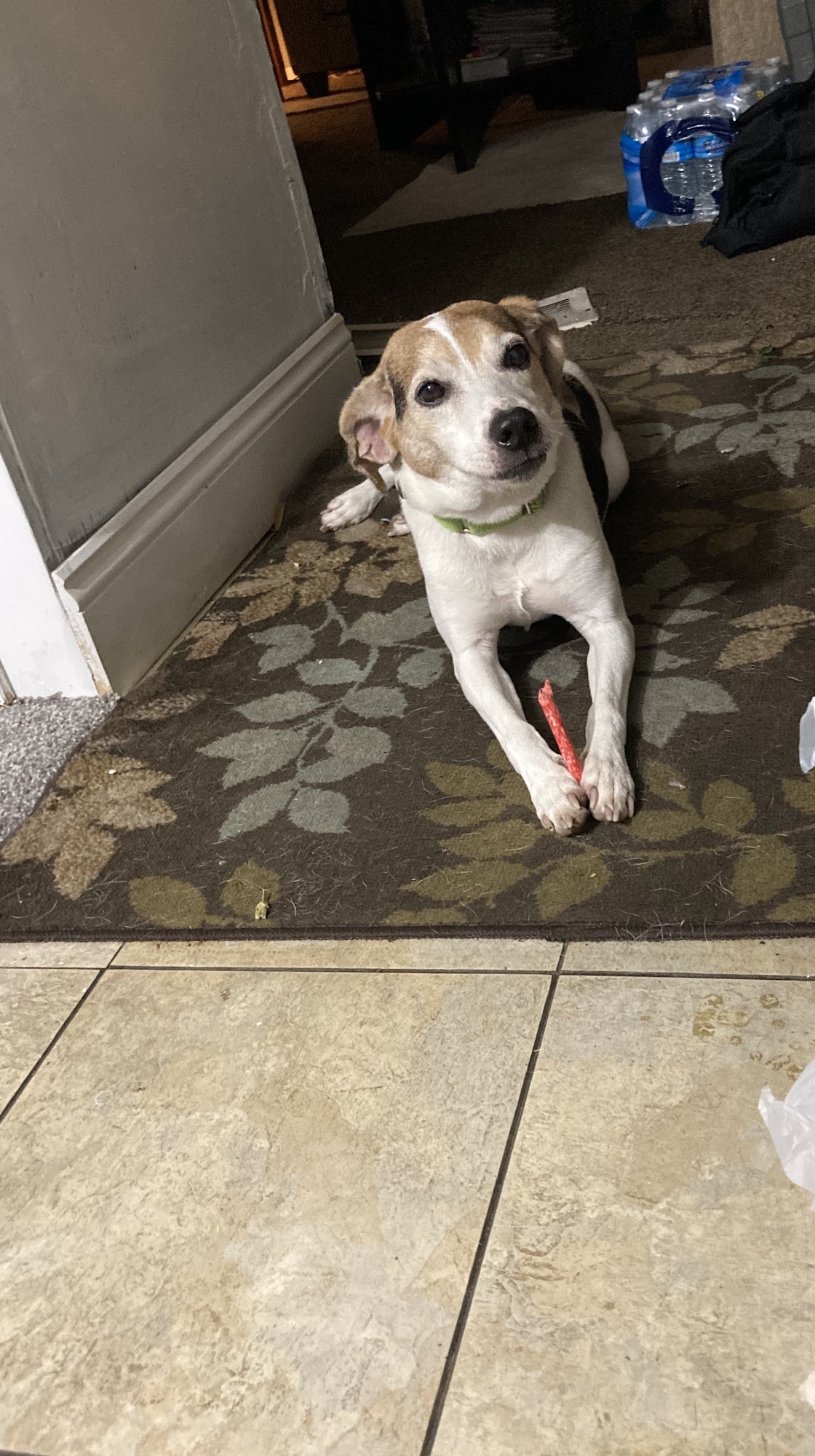 FIRST STATE ANIMAL CENTER AND SPCA - Camden DE - Hours, Directions ...