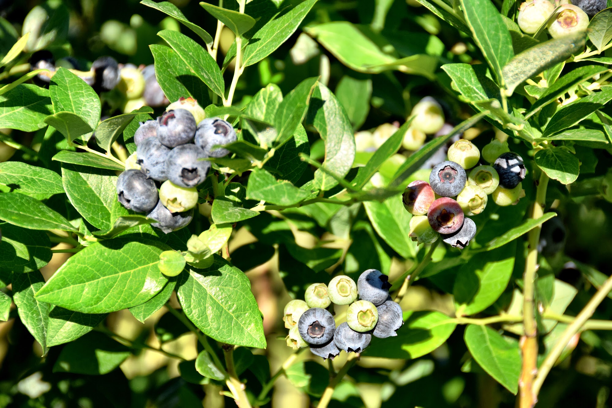 King Grove Organic Farm - Blueberries