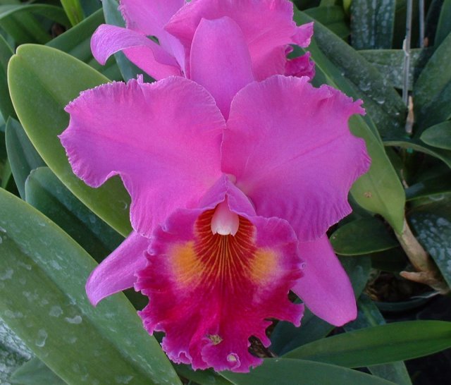 Odom's Orchids Inc