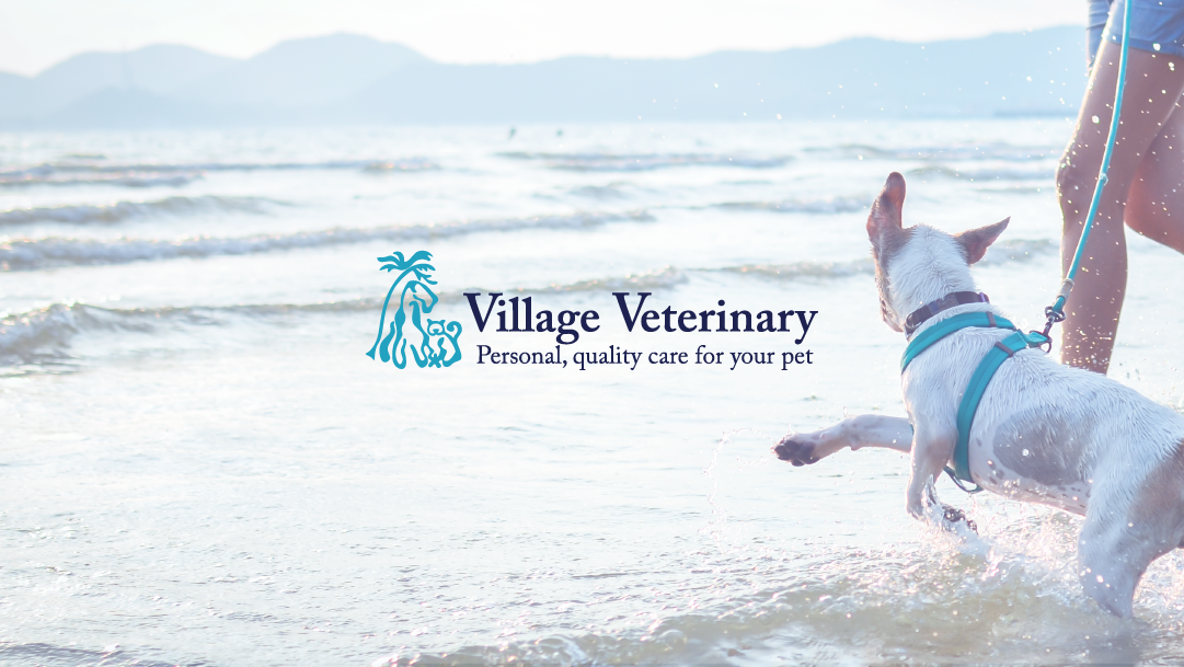 Village Veterinary