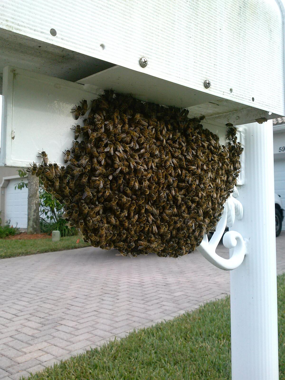 Photo credit: nextdoor