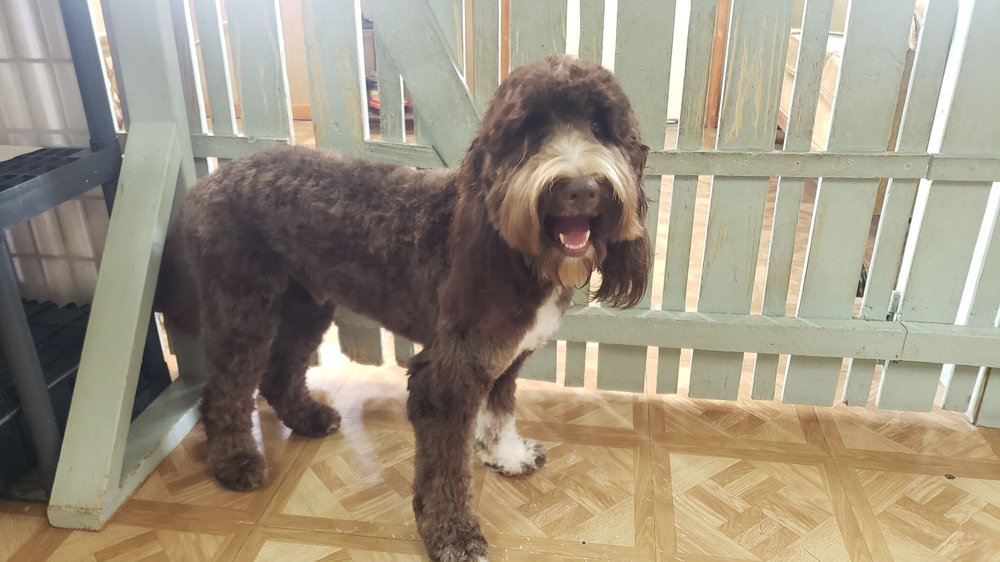 Pet Facilities in Santa Rosa Beach, Florida Pet Stores, Grooming, Pet