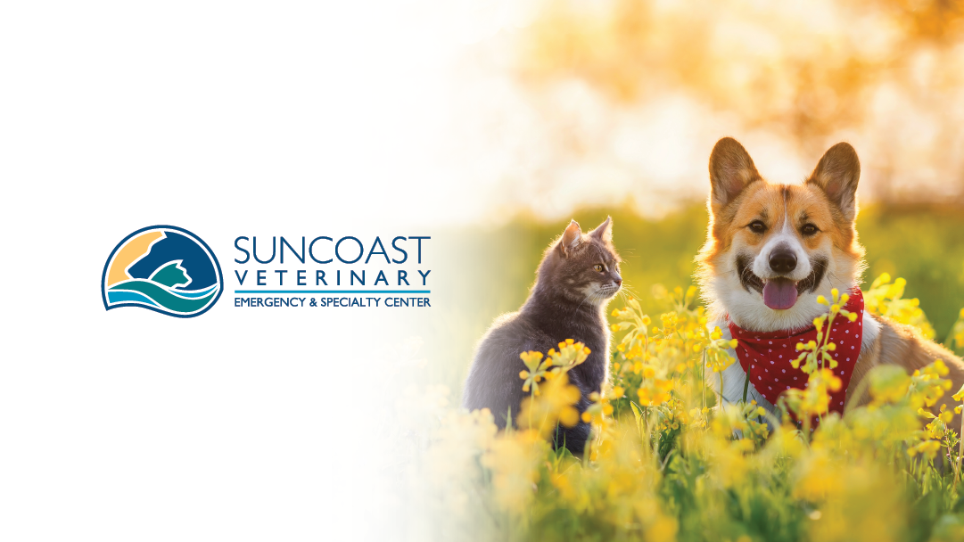 Suncoast Veterinary Emergency & Specialty Center