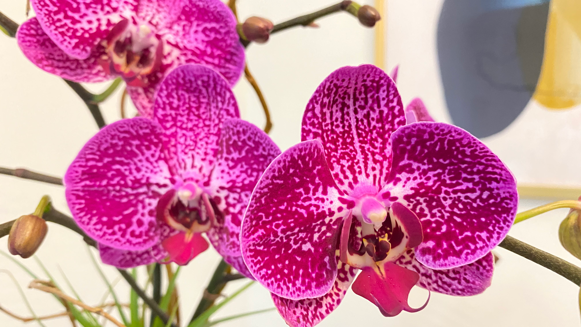 Garden Gate Orchids