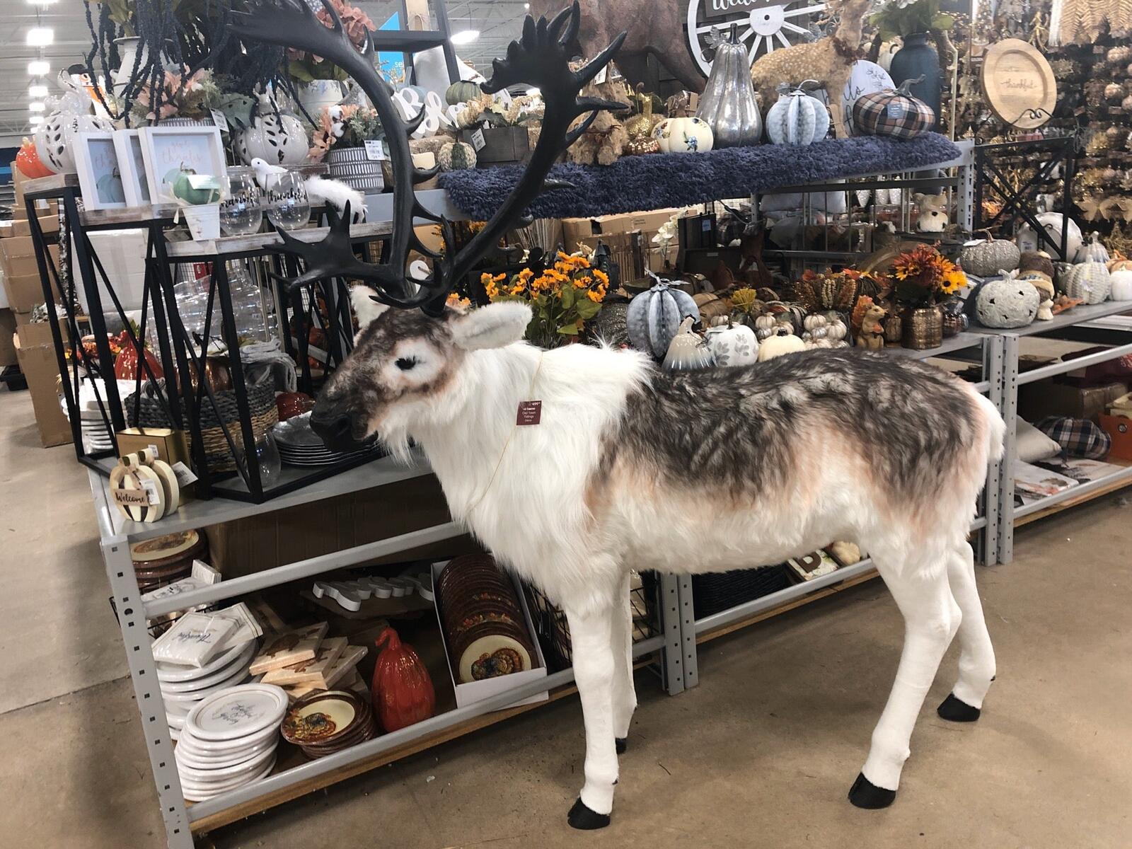 Photo credit: nextdoor