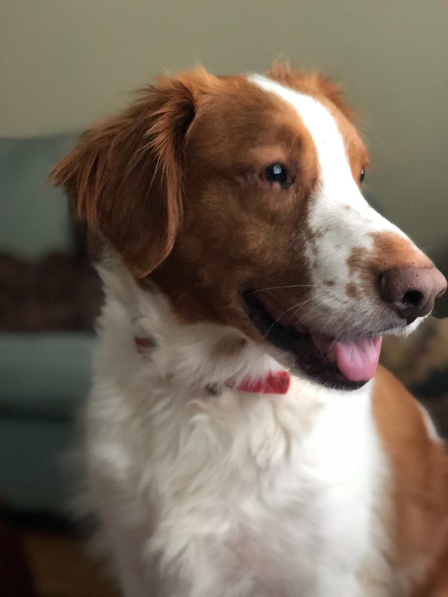 Potter Chris DVM Gainesville