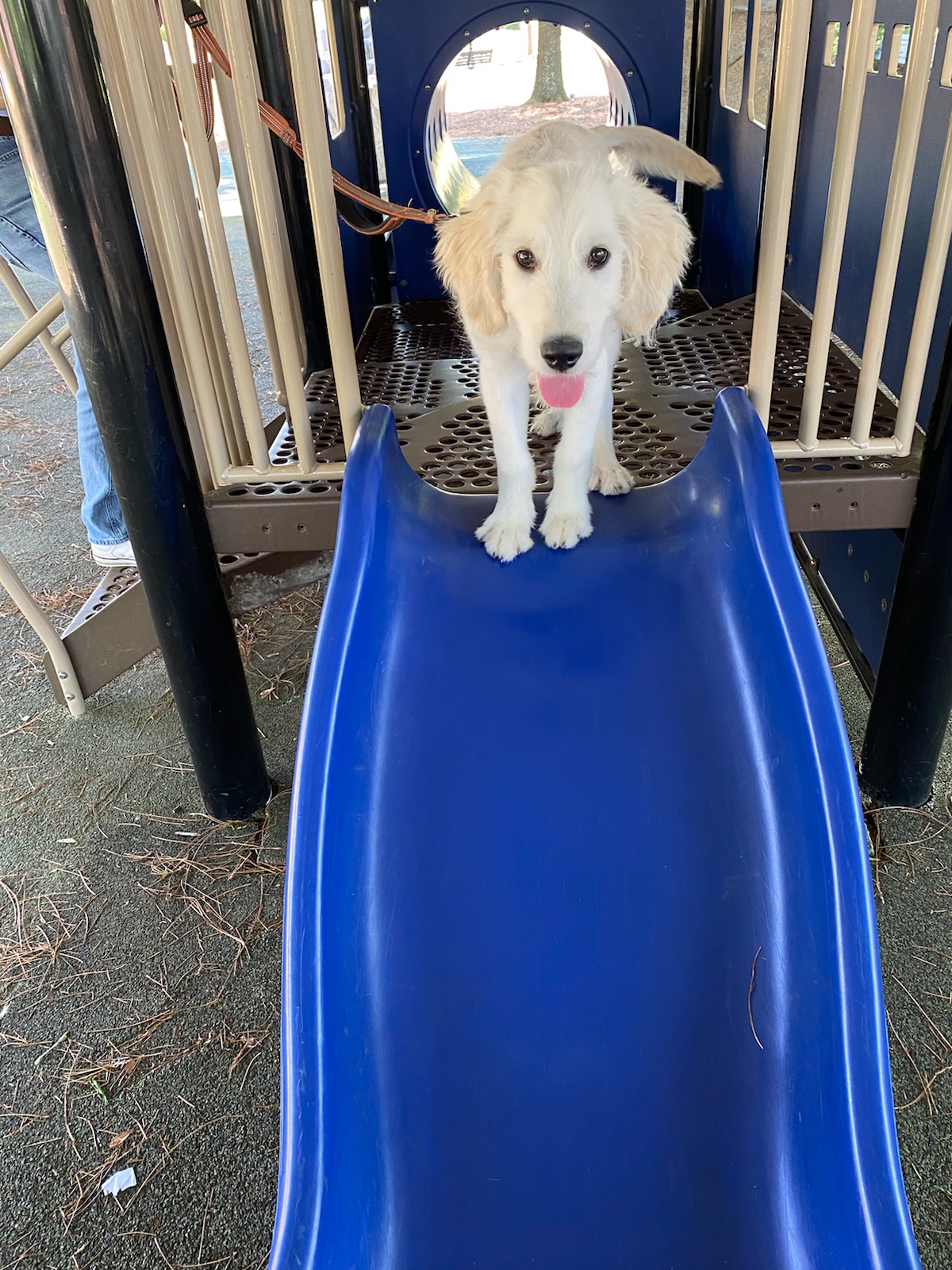 Pups In Progress LLC Mableton