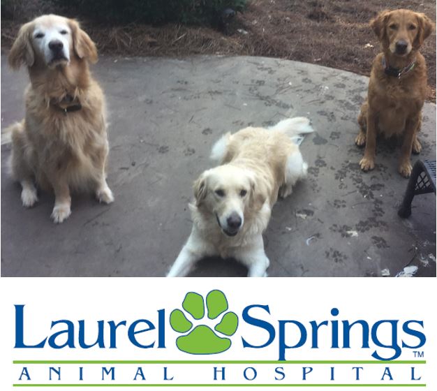 Laurel Springs Animal Hospital