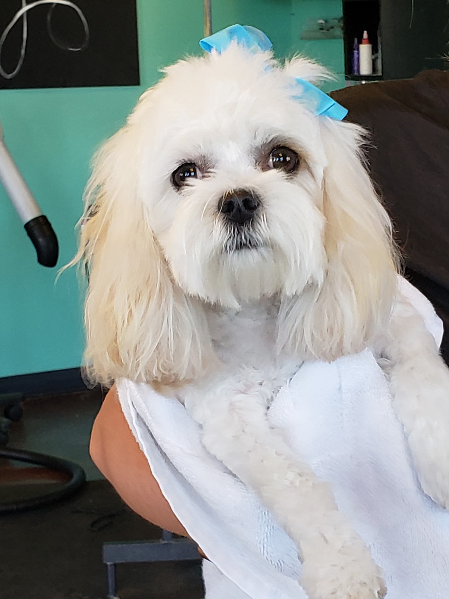 Hair of the Dog Grooming Pocatello