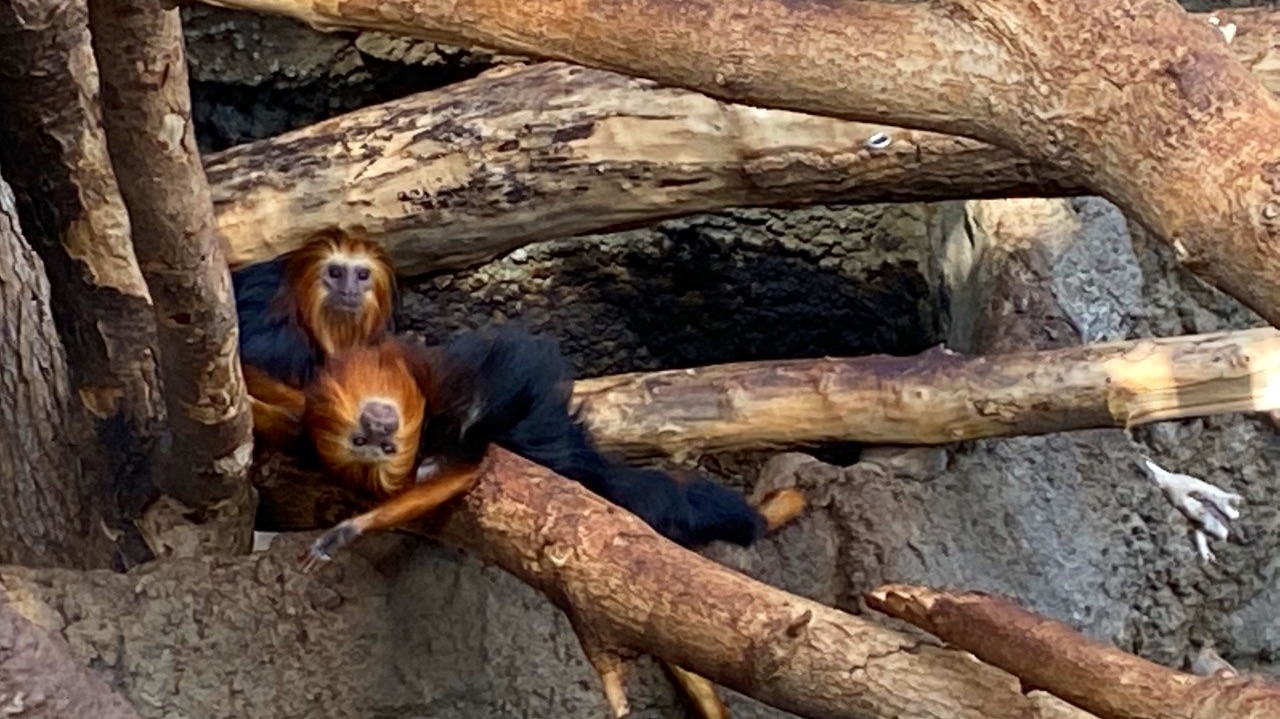 LINCOLN PARK ZOO Chicago IL Hours Directions Reviews Loc8NearMe lincoln-park-zoo-chicago-il-hours-directions-reviews-loc8nearme