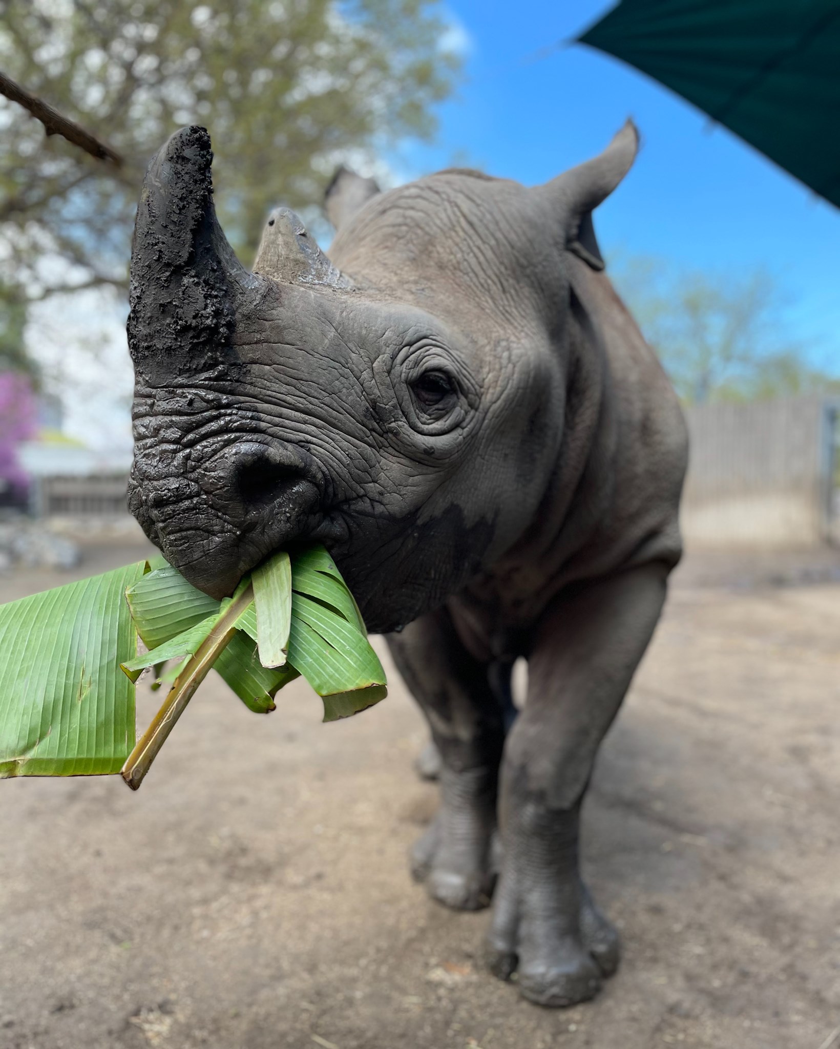 LINCOLN PARK ZOO Chicago IL Hours Directions Reviews Loc8NearMe lincoln-park-zoo-chicago-il-hours-directions-reviews-loc8nearme