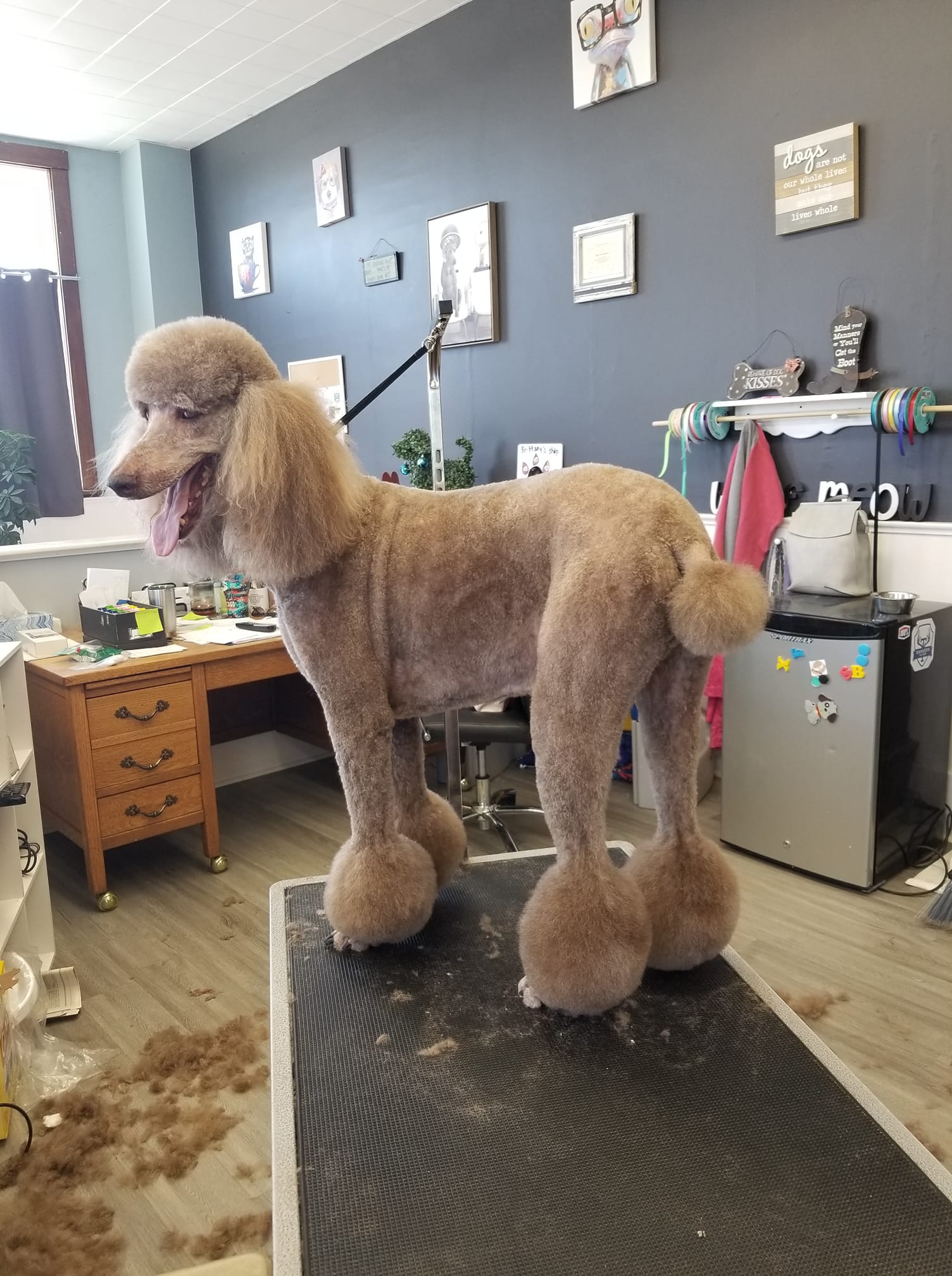 Uptown Pet Grooming El Paso